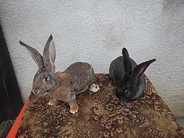 Urias german gri si gri fier -Masculi si femele