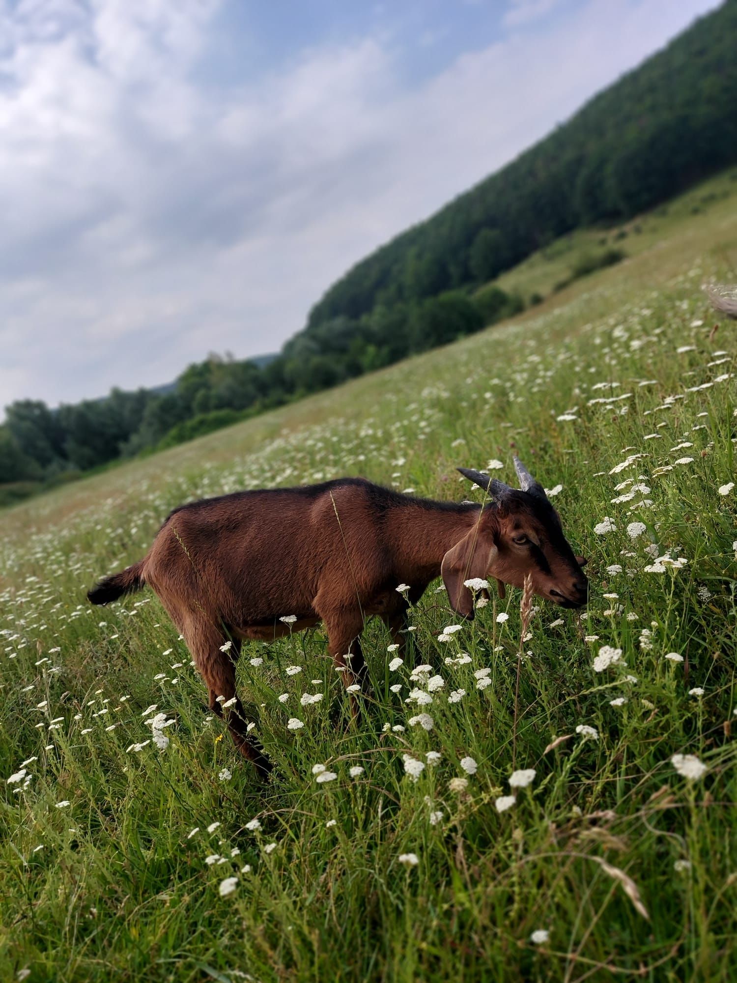 Vând țapi de anul asta