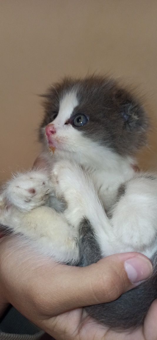 Вислоухий котенок. Хайленд фолд.