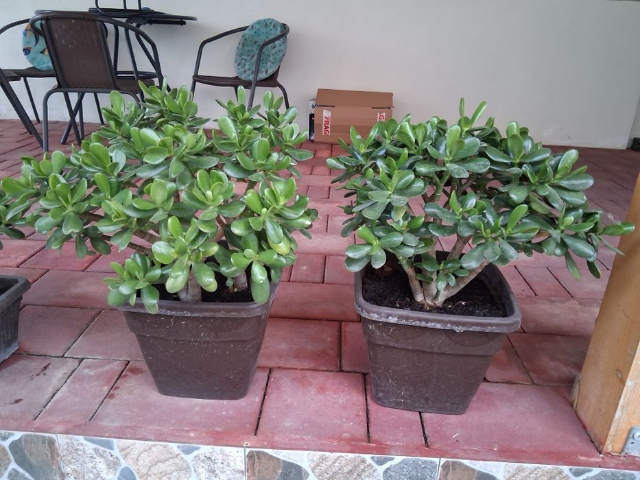 Vand arborele de jad, crassula ovata