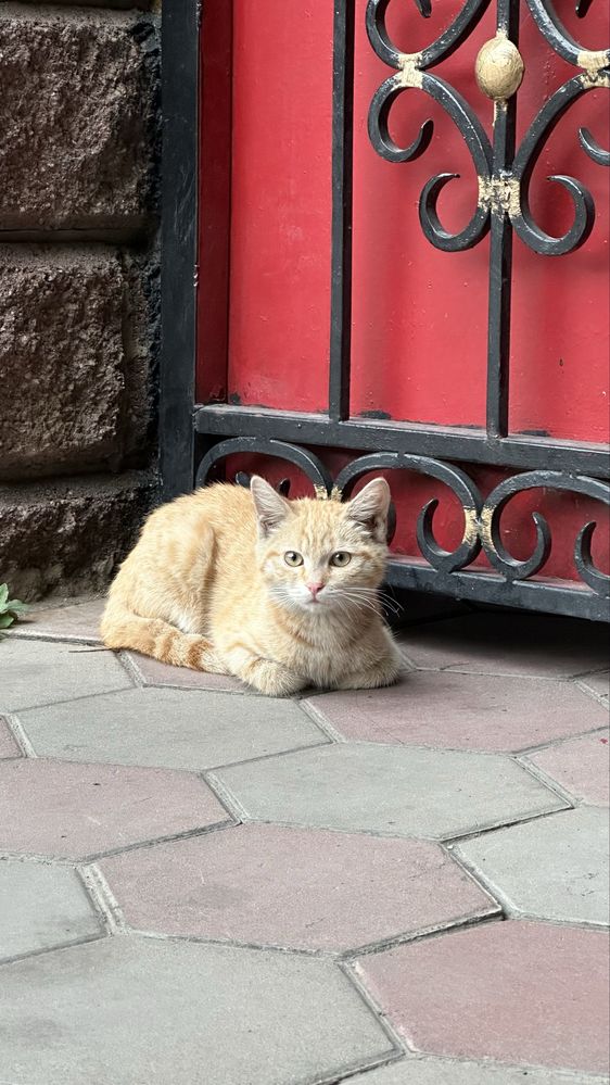 Ищем дом котенку
