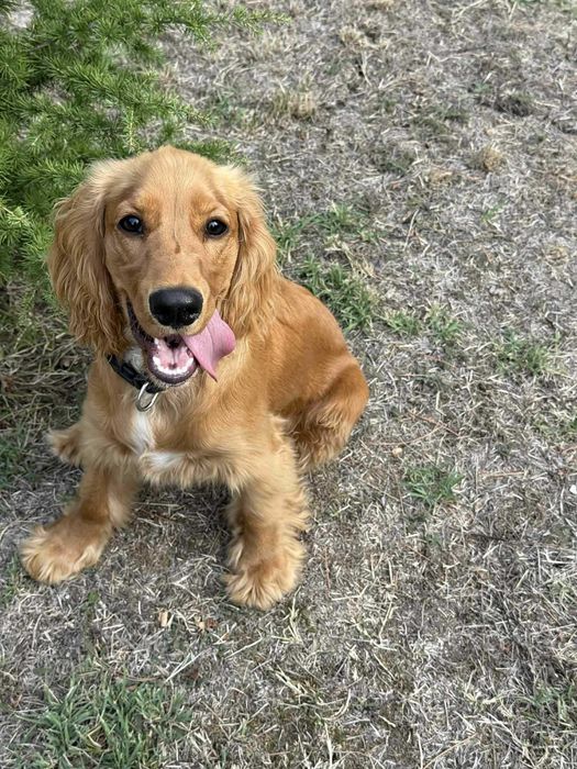 Кокер мъжки 1год.