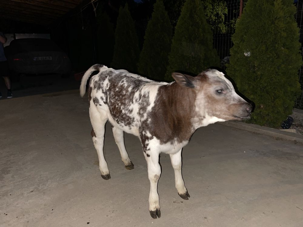 Vaca cu vitel.