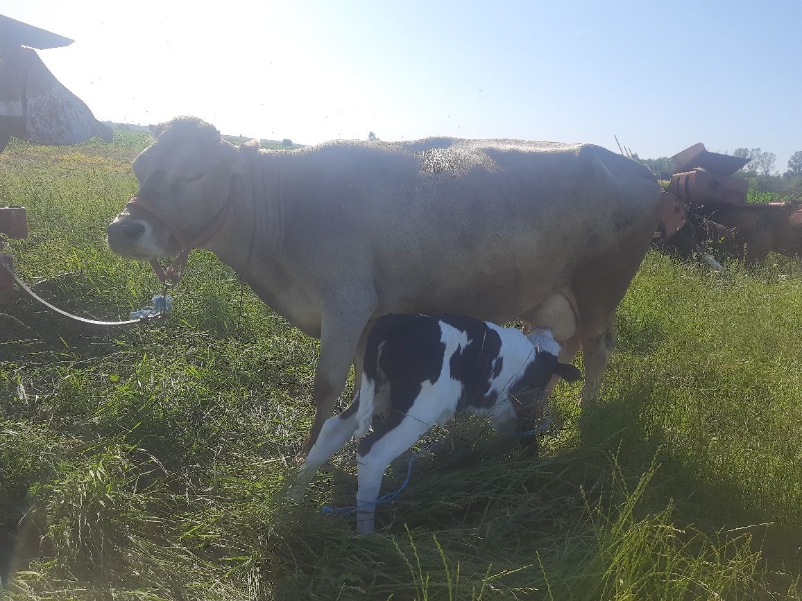 Vaca cu vitica albastru belgian
