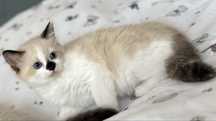 Fetita Ragdoll jucausa