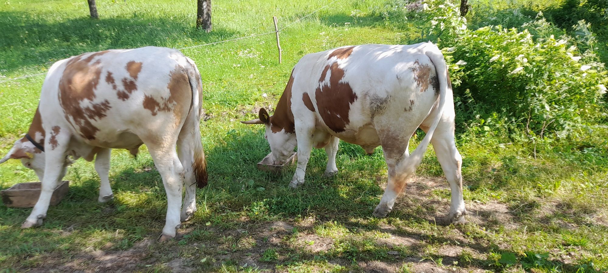 Junci de vanzare