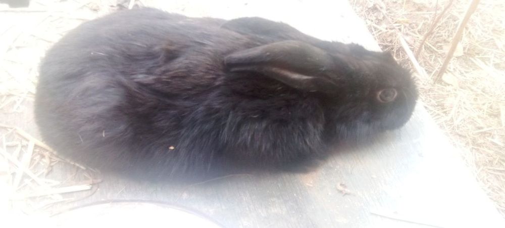 Quyon sotiladi arzon