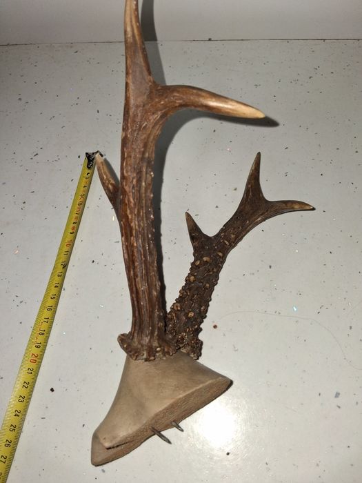 Trofeu Coarne caprior