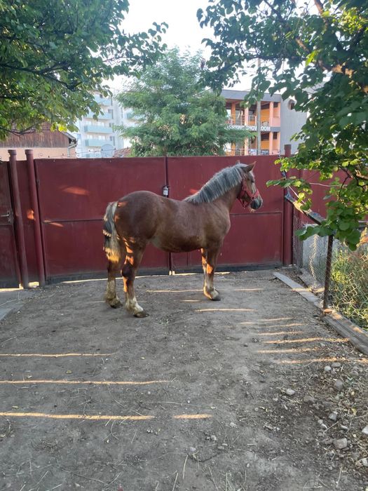 Vand manza de 1 an si doua luni