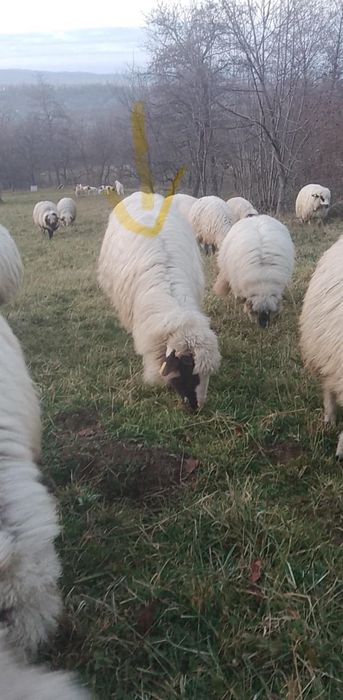 Vând șase oi bune de ținut