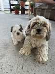 Shih Tzu 6 saptamani