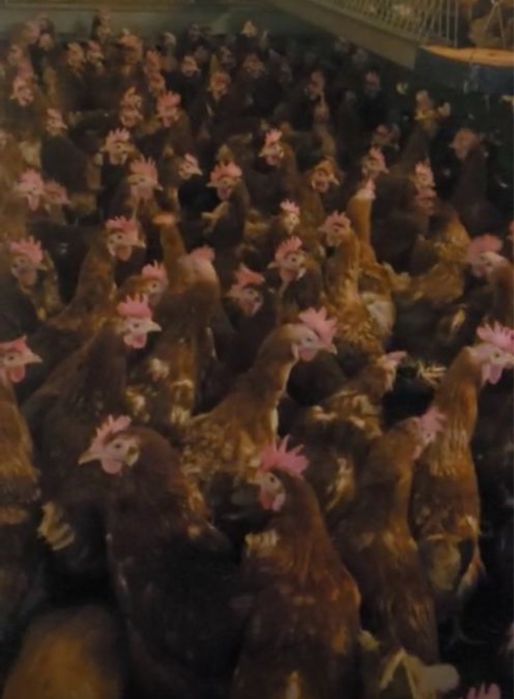 Oferta gaini ouatoare/ Gaini de ouat