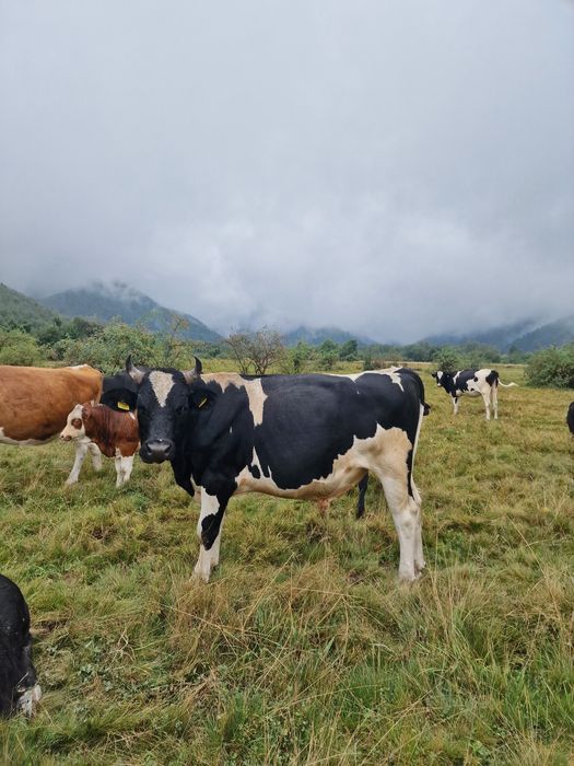 Taur / tauras Holstein