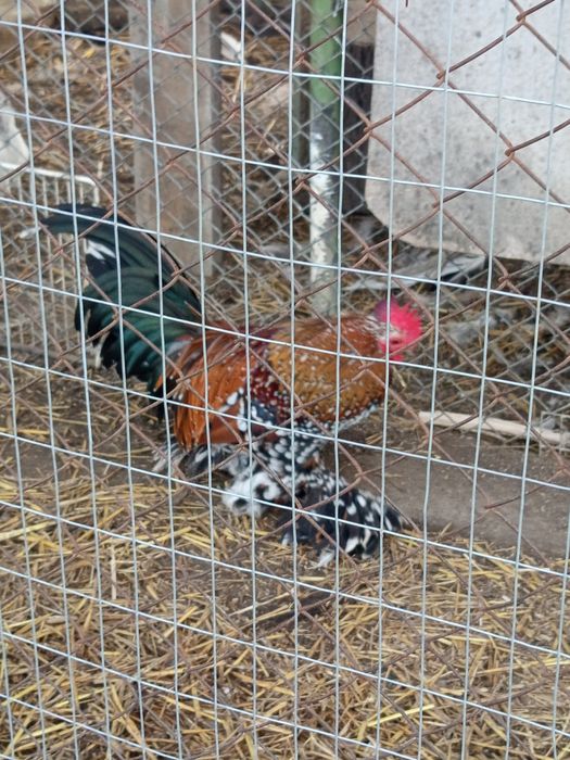 Холандска гащата,фазани,пауни,якалии  и мандаринки
Фазани чарвено-злат