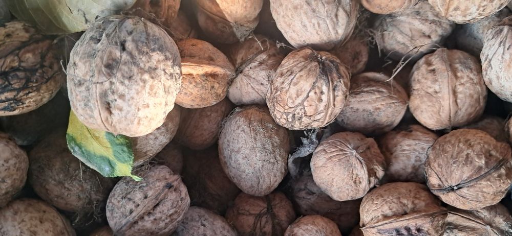 Nuci miez calitatea 1