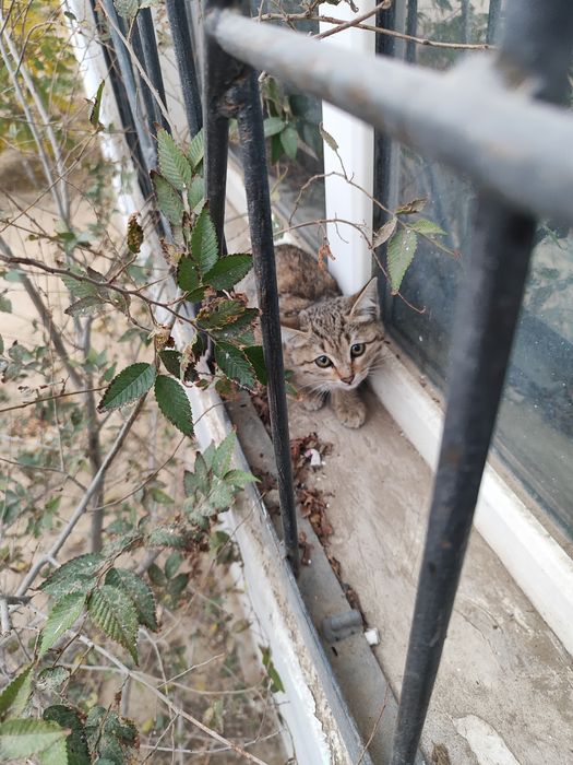 Котенок даром отдам