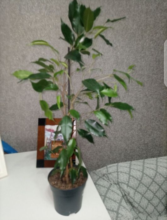Продам фикус Бенжамина 60 см
