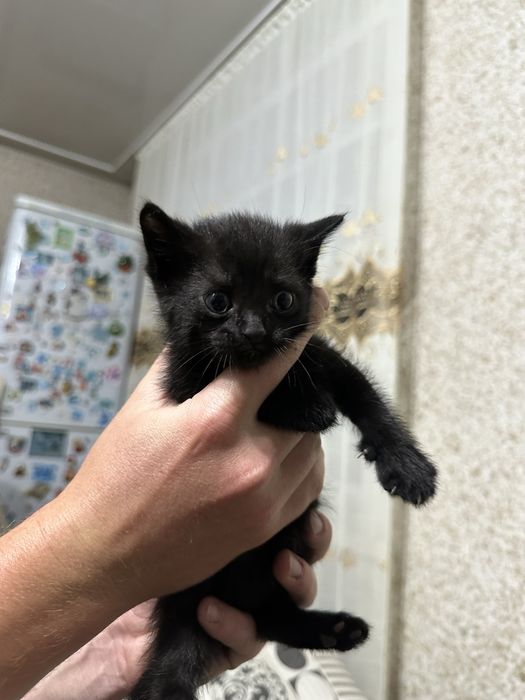 Отдам котят бесплатно