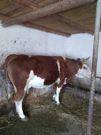Vand vaca Baltata românească talie mare gestanta