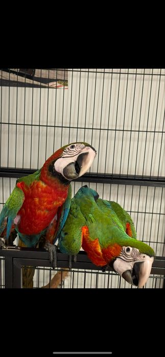 Pui papagal ara araruna