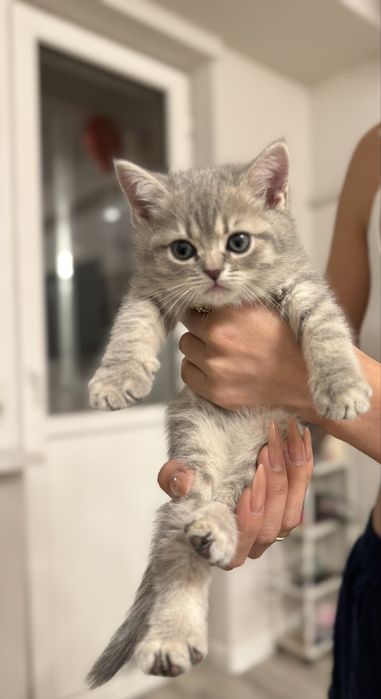 Шотландские котята шиншилы(мальчик и девочка)