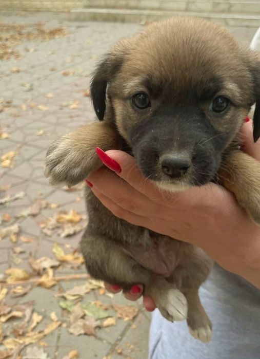 Пристраиваются щенки