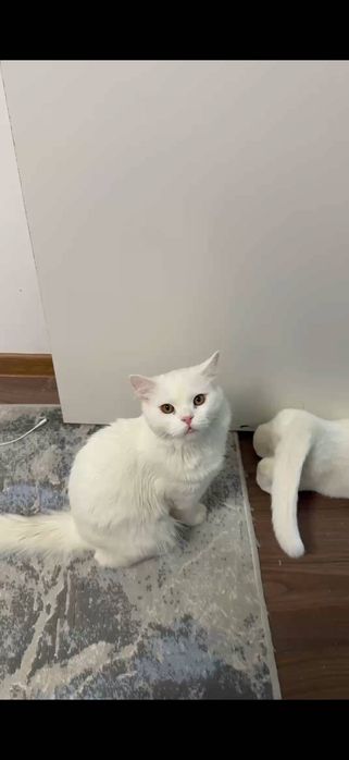 Кот для вязки 200.000 Британская Шиншила, город Чирчик