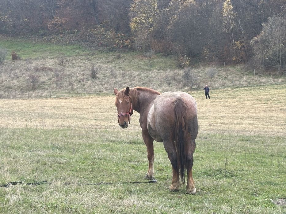 Vand iapa de 4 ani cu manz de 7 luni