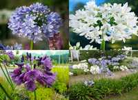 Bulbi Crin African albastru alb si mov - flori parfumate