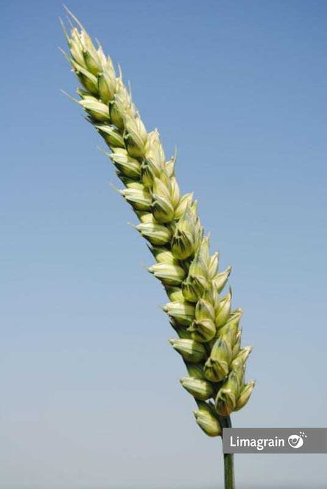 Vand samanta de grau AVENUE C1 tratata si selectata