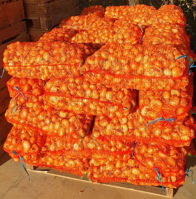 Ceapa plata Stuttgarter din arpagic, ambalat 12 noiembrie