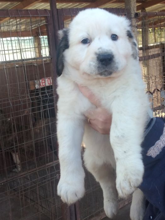 Mascul Ciobanesc de Asia Centrala.