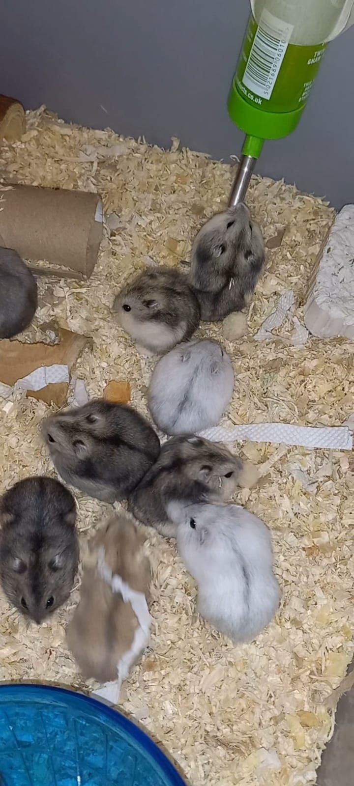 Hamsteri Siberieni