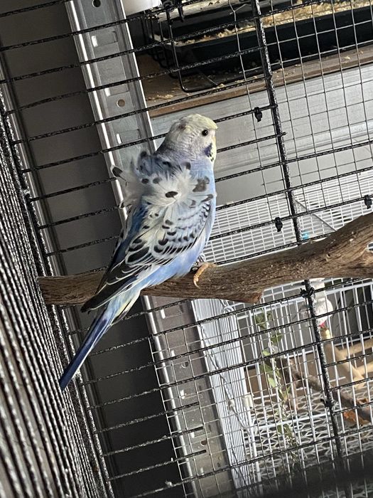 Perus pui, hagoromo , albastru