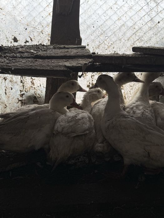 Rate de carne de vanzare