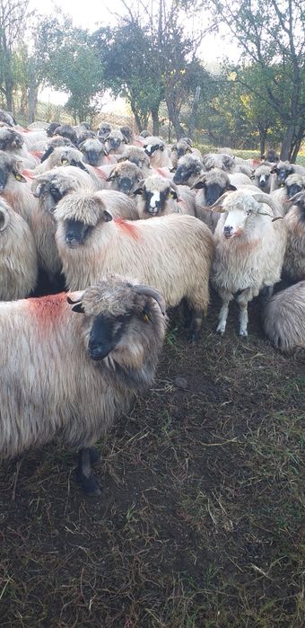 De vînzare 90 de oi țurcane