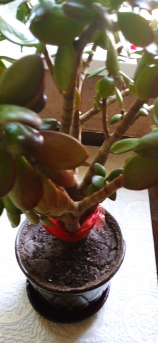 Комнатный цветок ему 15 лет