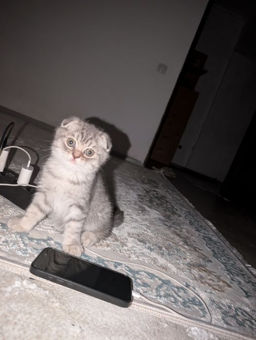 вислоухий котенок