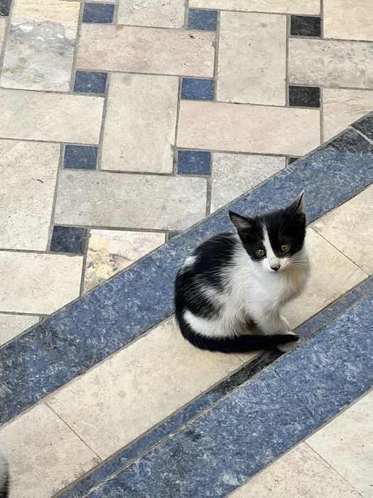 3 oylik mushuk bolalari