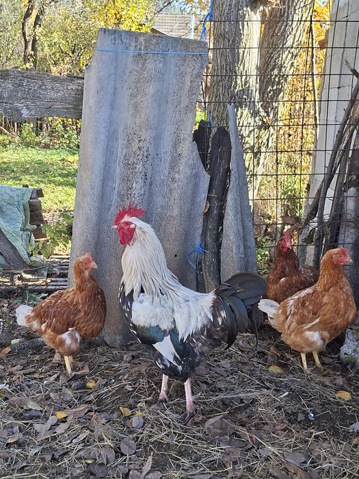 De vânzare 3 cocoși