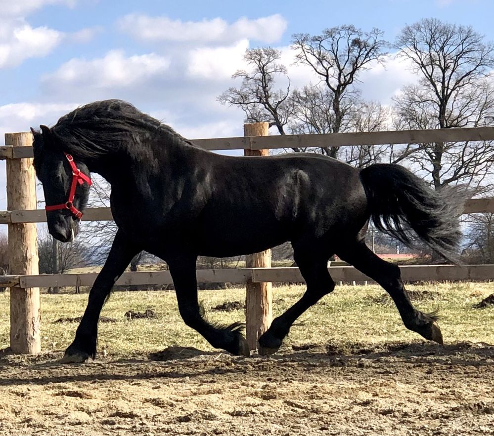 Armăsar Friesian Friz Frizian