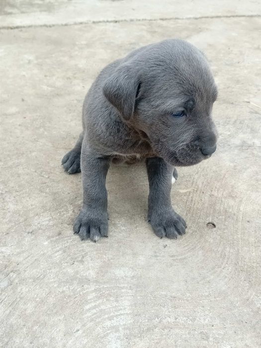 Catel Cane Corso
