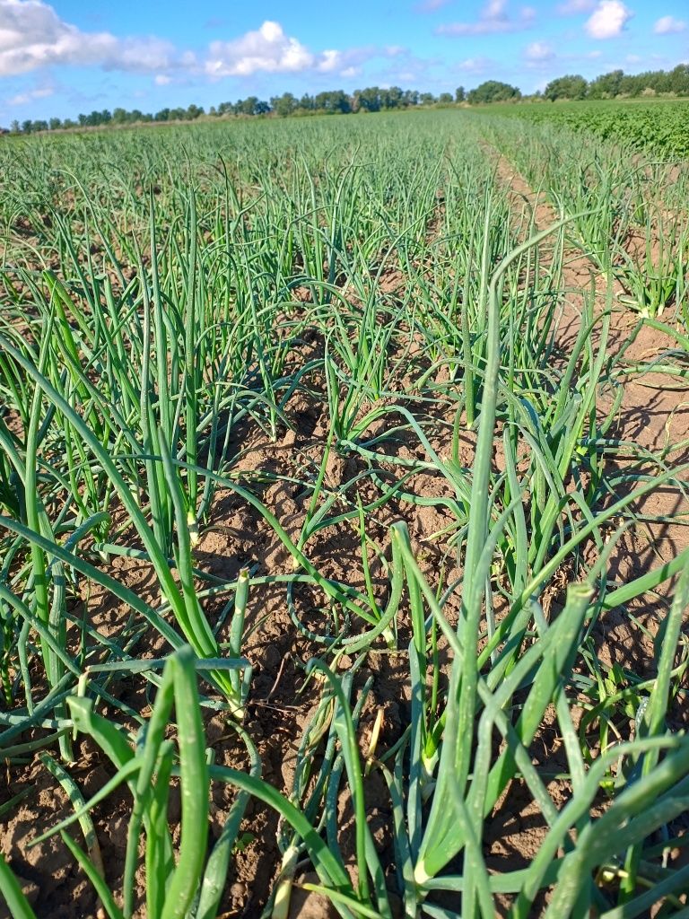 Vând ceapă verde