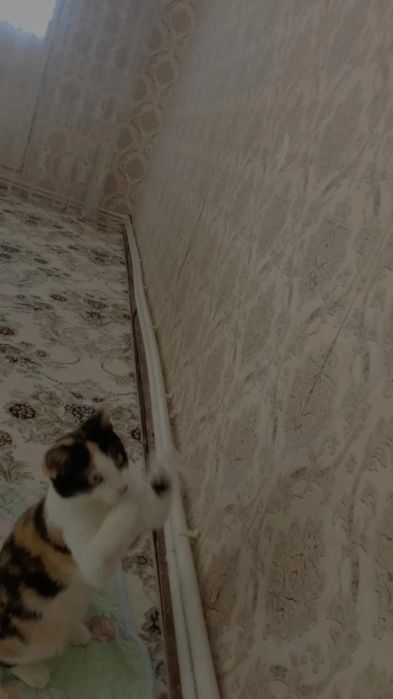 Продам котенок домашний