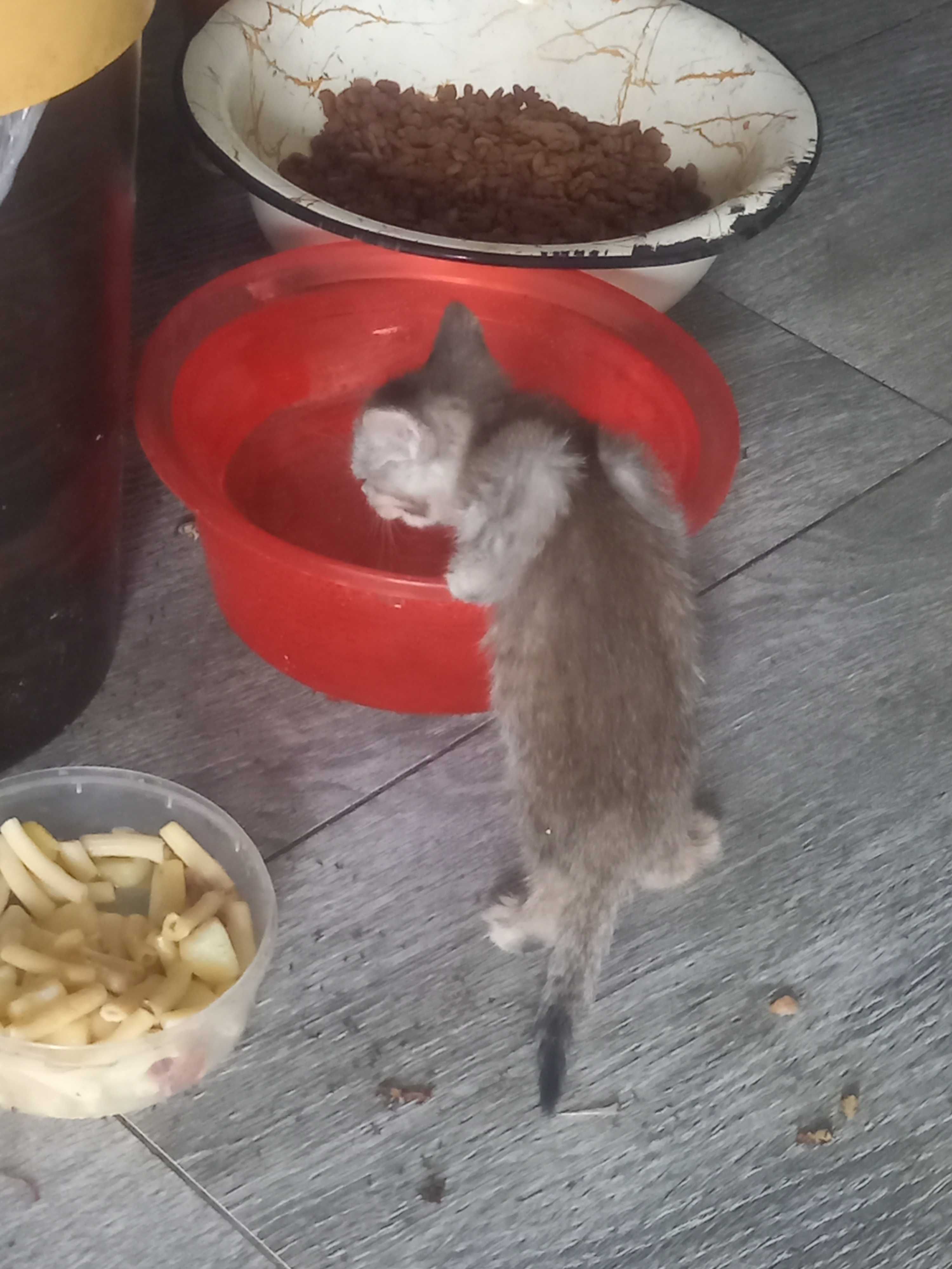 Котят отдаём в Добрые руки