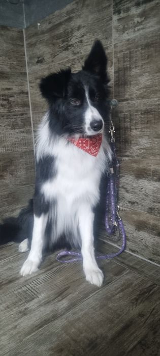 Frizerie canina Brasov Toby&Luna