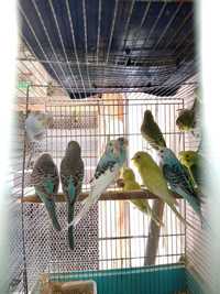 Papagali peruș puii s maturi