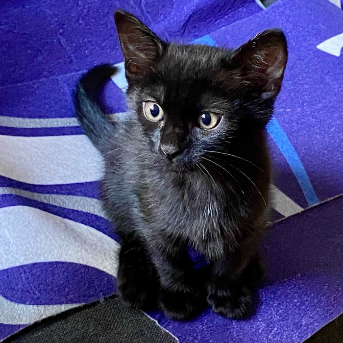 Подарявам домашно мъжко черно коте Ozzy