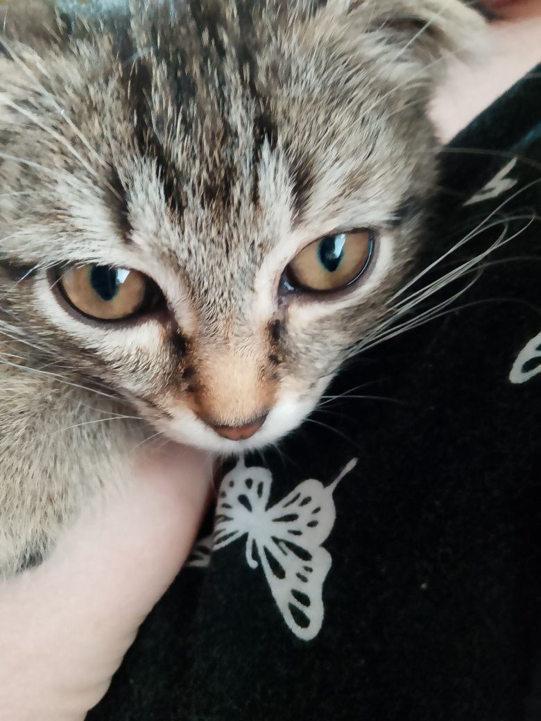 Котята в добрые руки!