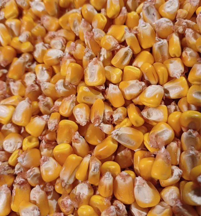 Boabe soia de vanzare